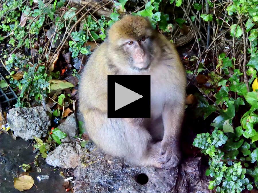 Spying on the Barbary Macaque at Apes Den