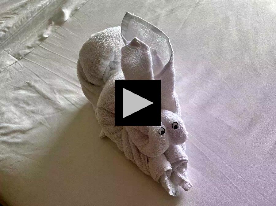 Evening Towel Animal "Greeters" in Cruise Cabins