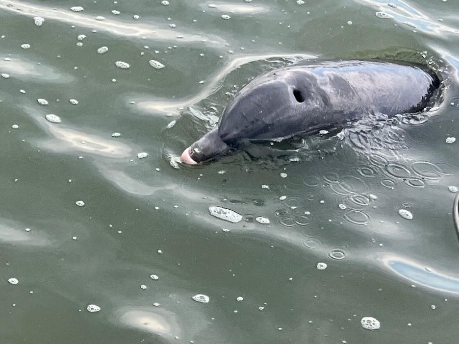 Fun Times Watching Bottlenose Dolphins Eat!
