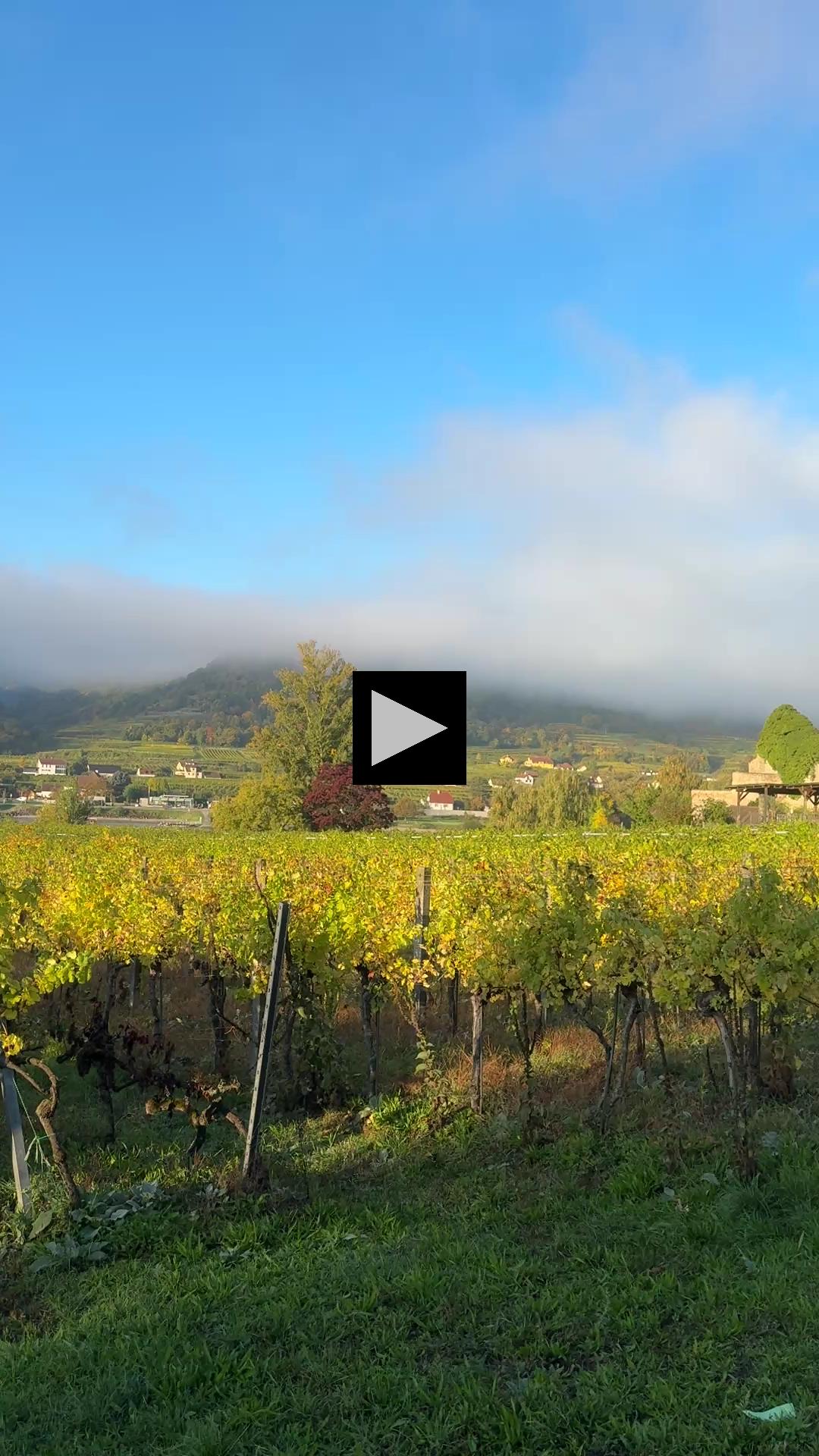 Rows and Rows of Grapes Along Danube River 