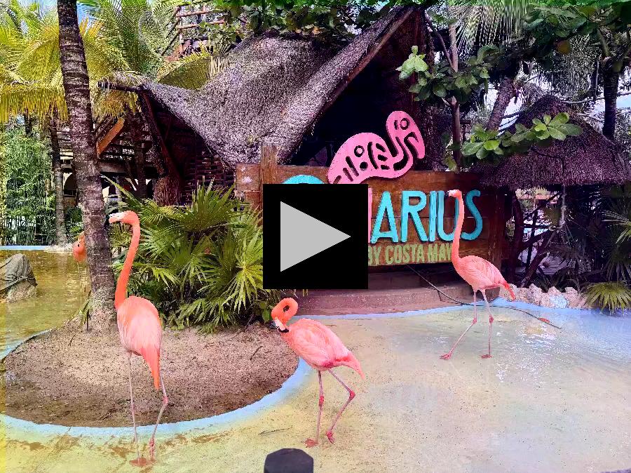 Flamingo Habitat at Costa Maya Aviarius