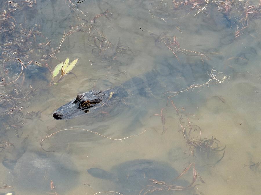 Baby Alligator Finds "Home" at Laketown Wharf Resort
