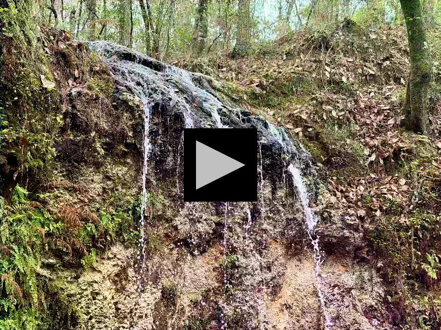 Florida's Highest Waterfall, Sinkholes and a Pine Forest