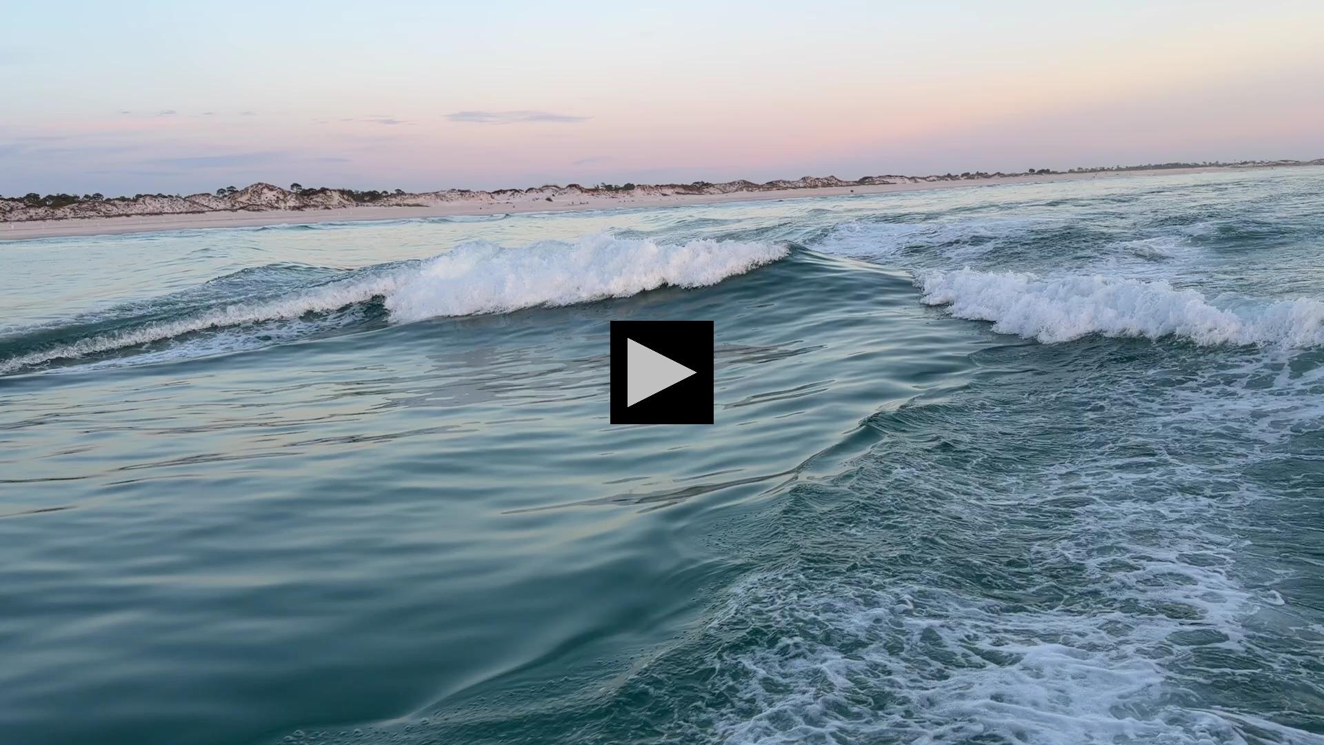Watch the Dolphins "Perform" from the Sea Screamer