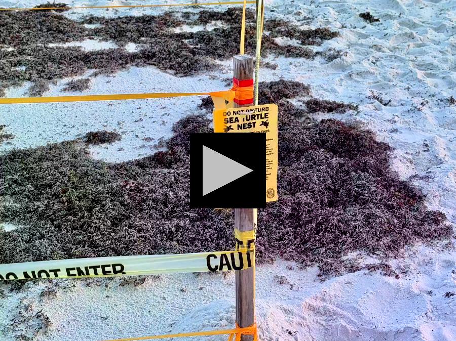 Caution: Exciting to See, but Do Not Disturb!