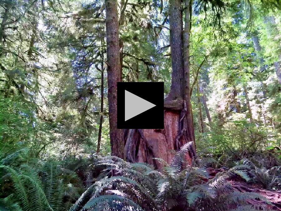 From Rain Forest to Beach on Washington's Olympic Peninsula 