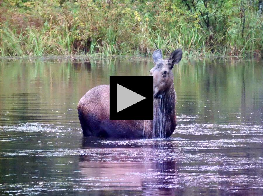 From Ice Museum to Hot Springs at Alaska's Chena Resort