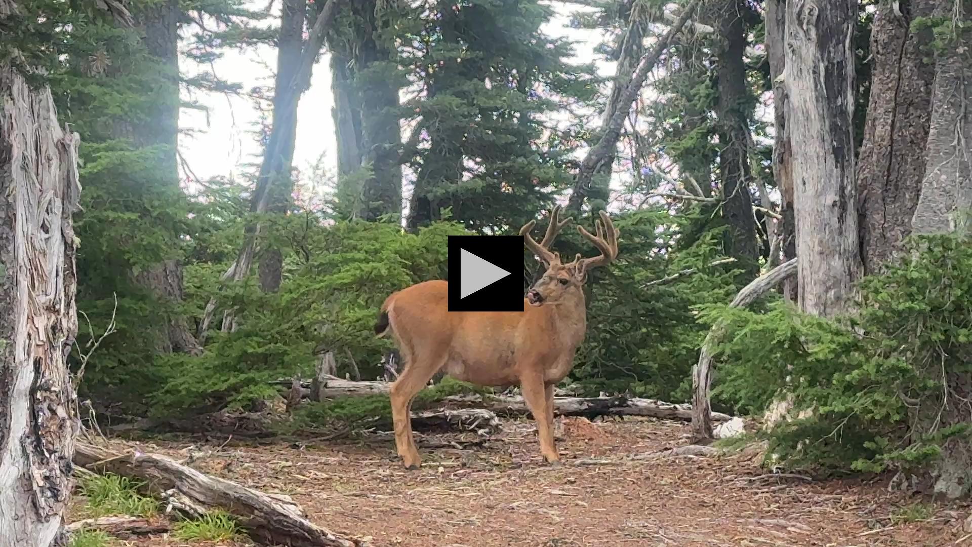Encounters with a Black-Tailed Deer at Olympic NP