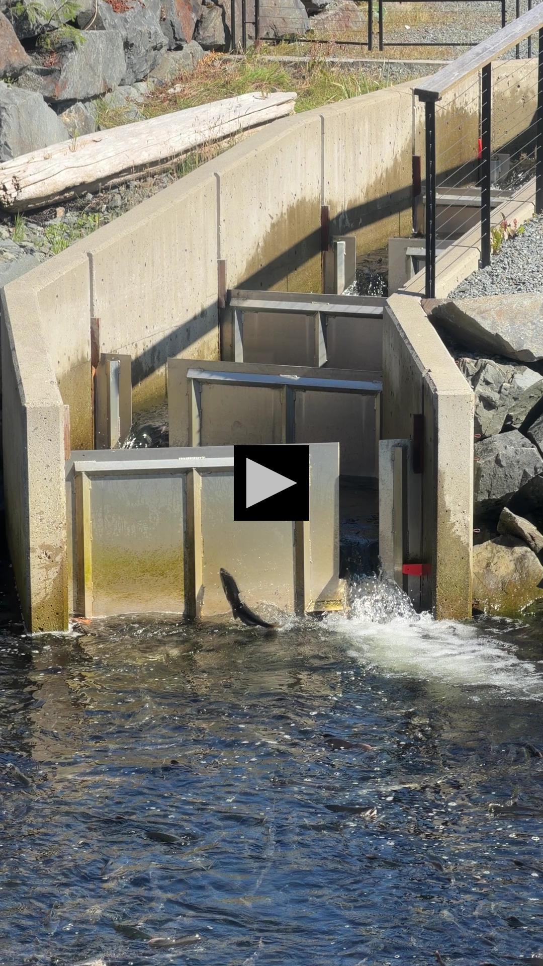 Pink and Chum Salmon Scaling Sitka's Salmon Ladder