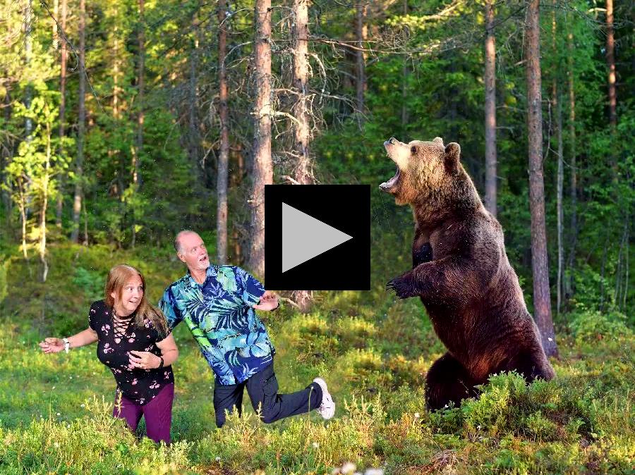 Options for Grizzly Bear Encounter in Alaskan Forest 