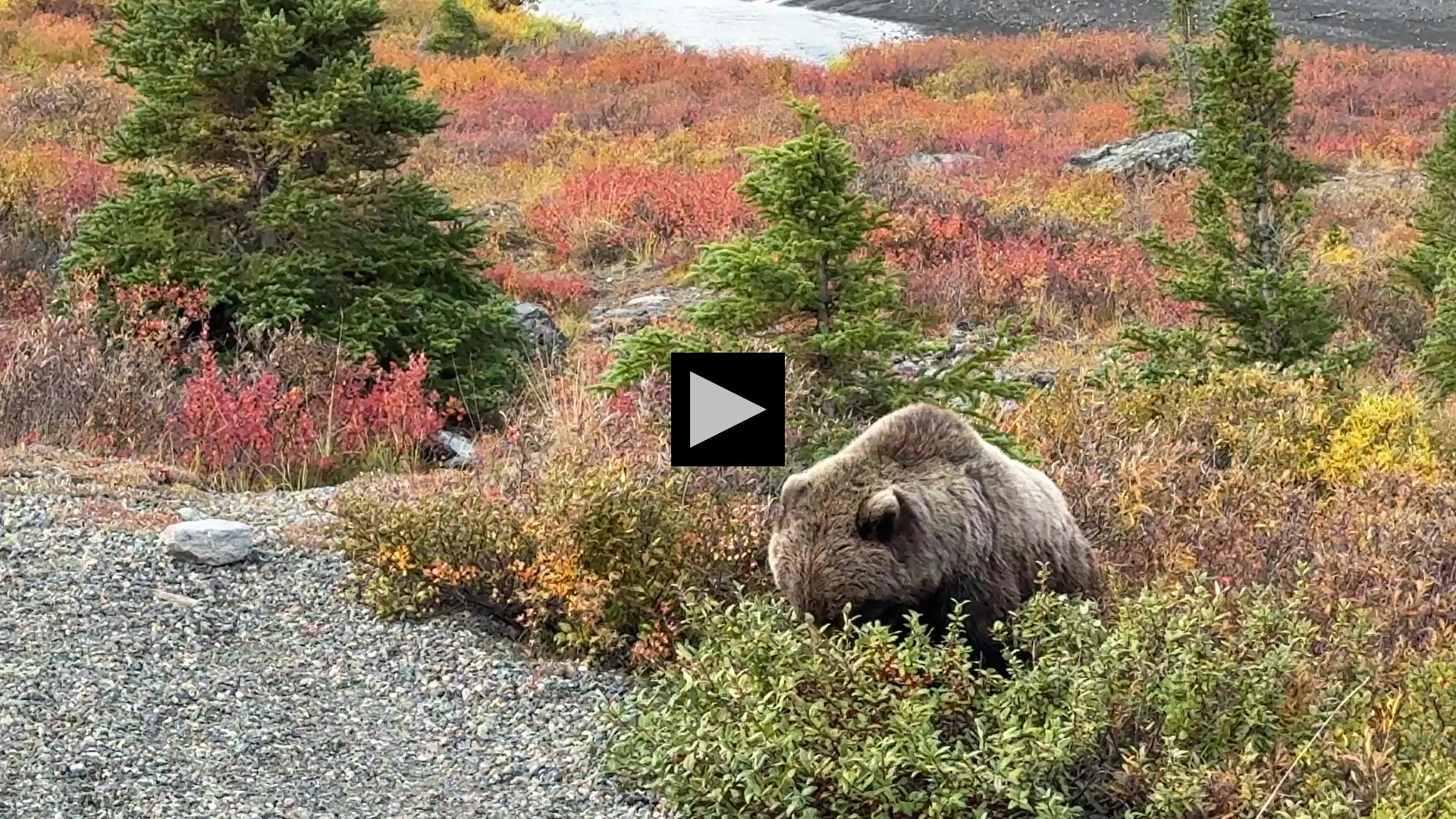 Denali Grizzly Bear on Late Summer Eating Frenzy
