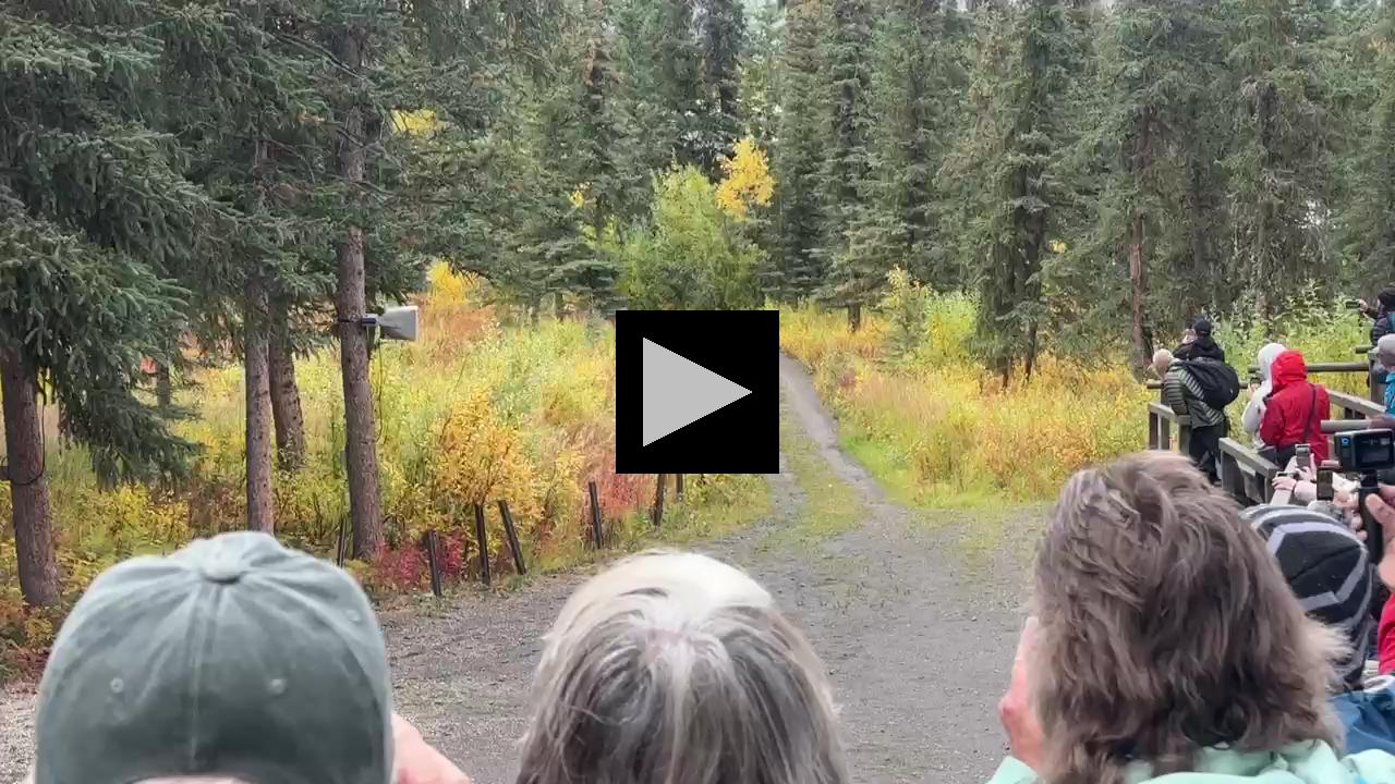 "And They're Off!": The Alaskan Huskies in Action!