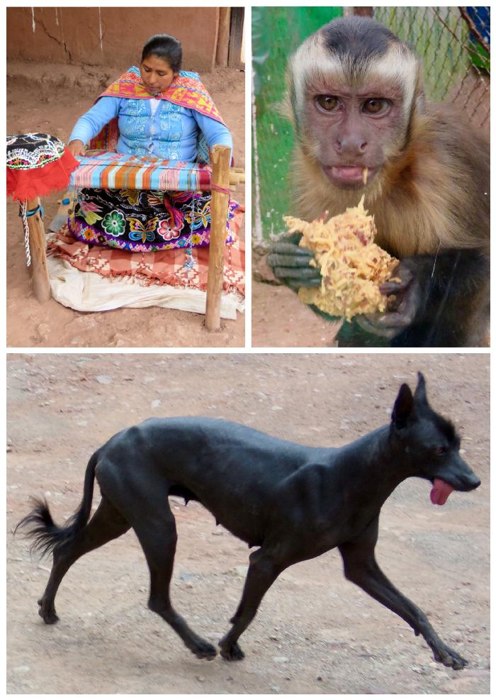 Local Artisan, Monkey & Hairless Dog