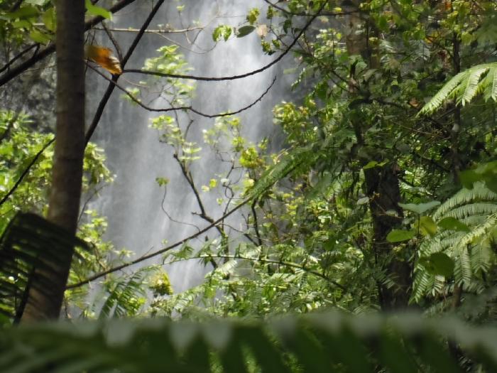 Atiraa Falls through the Trees