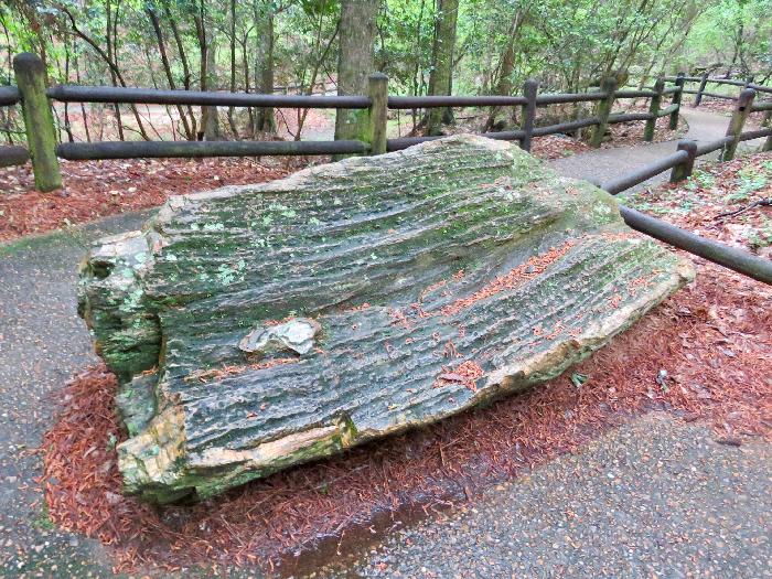 Caveman's Bench, the most Photographed Log in the Forest