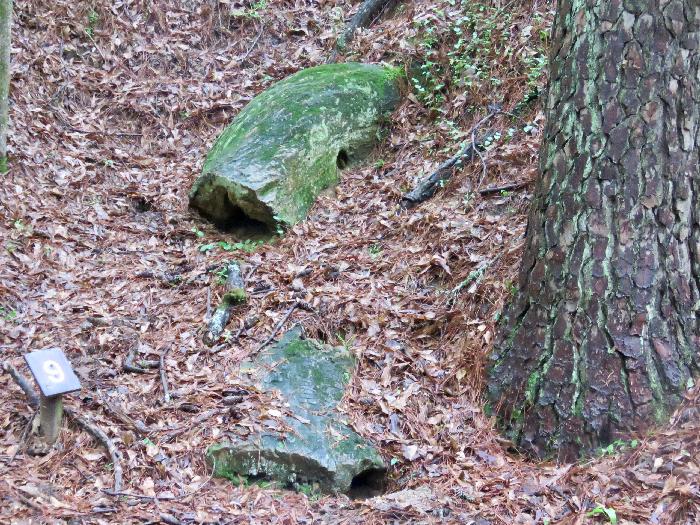 Hollow Petrified Logs originally part of a Single Tree