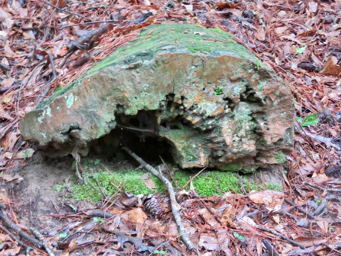 Hollows used as "Dens" by Smaller Wildlife