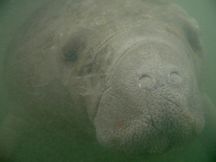 Face to Face with a Manatee