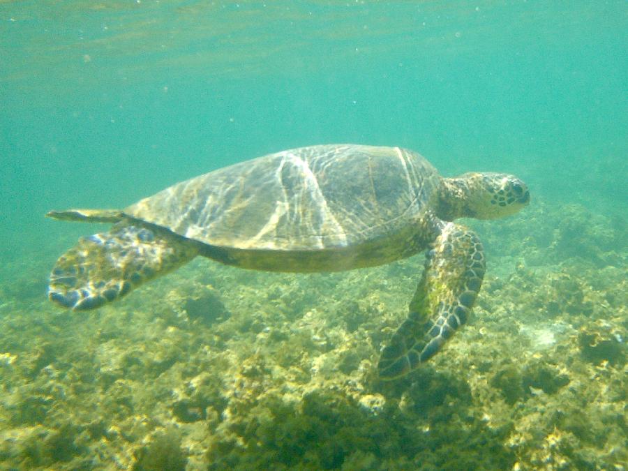 Snorkeling with Sea Turtles 