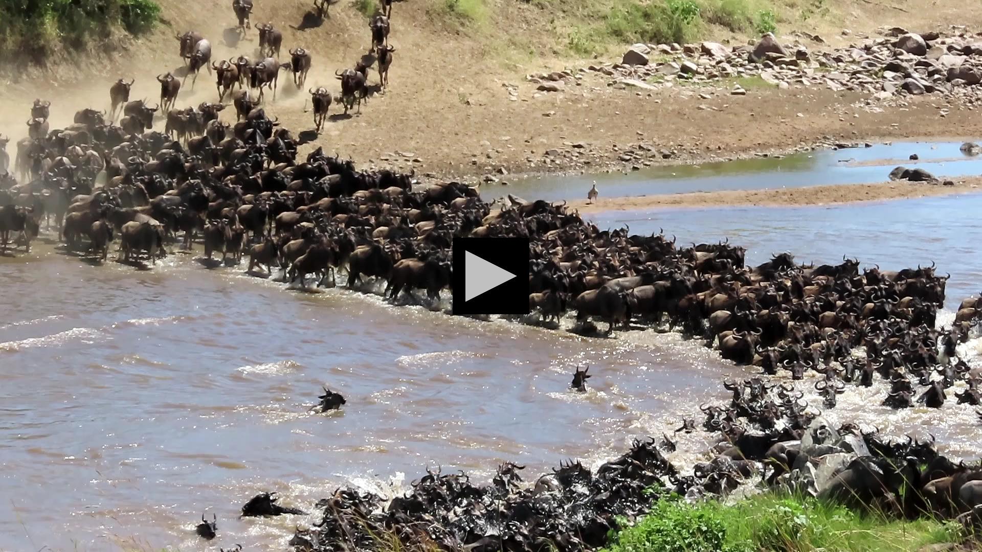 Crossing the Mara River - The Great Wildebeest Migration
