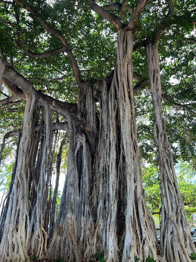 Historic Banyan Tree in Lahaina, Maui